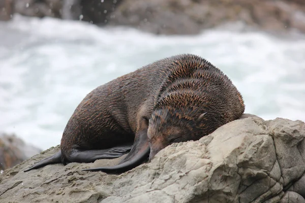 Sigillo di pelliccia agghiacciante presso l'Oceano Pacifico sull'isola meridionale della Nuova Zelanda — Foto Stock