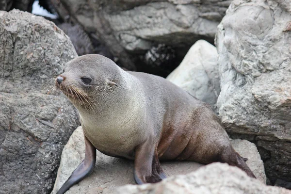 Sigillo di pelliccia agghiacciante presso l'Oceano Pacifico sull'isola meridionale della Nuova Zelanda Fotografia Stock