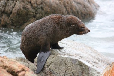 Yeni Zelanda 'nın Güney Adası' ndaki Pasifik Okyanusu 'nda kürk fokları soğuyor.