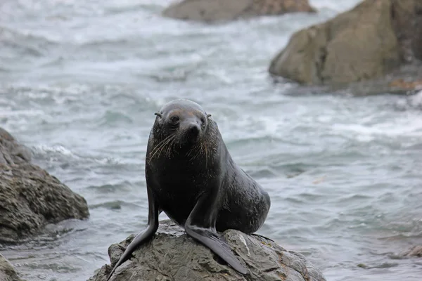 Pelzrobben chillen am Pazifik auf der Südinsel Neuseeland — Stockfoto