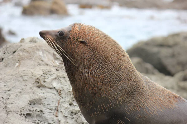 Fur seal chilling at the Pacific Ocean on the South Island of New Zealand — Stock Photo, Image