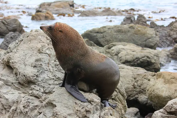 Pelzrobben chillen am Pazifik auf der Südinsel Neuseeland — Stockfoto