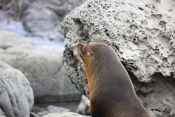 Yeni Zelanda 'nın Güney Adası' ndaki Pasifik Okyanusu 'nda kürk fokları soğuyor. — Stok fotoğraf