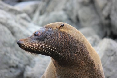 Yeni Zelanda 'nın Güney Adası' ndaki Pasifik Okyanusu 'nda kürk fokları soğuyor.
