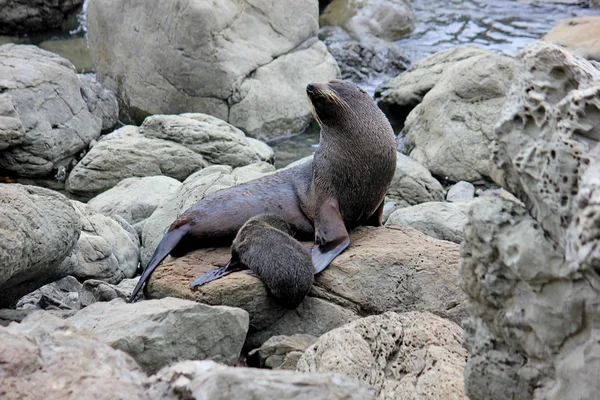 Pelzrobben chillen am Pazifik auf der Südinsel Neuseeland — Stockfoto