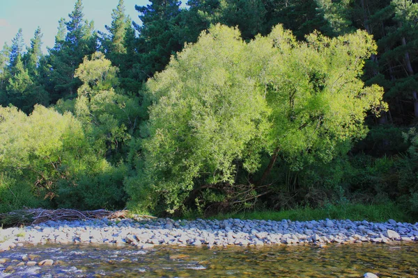 Floresta com um rio e uma margem de areia em primeiro plano — Fotografia de Stock