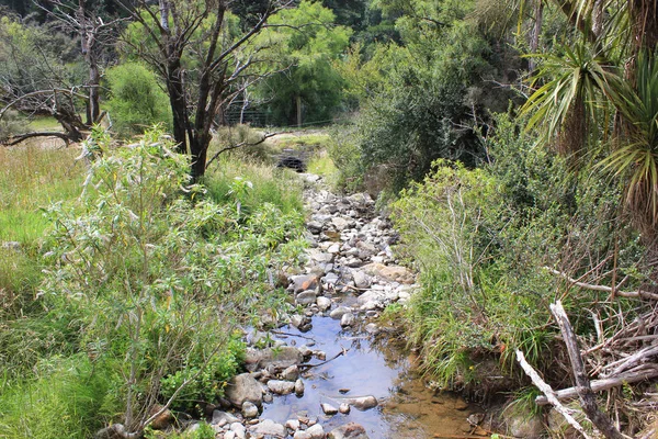 Река пробирается через лес — стоковое фото