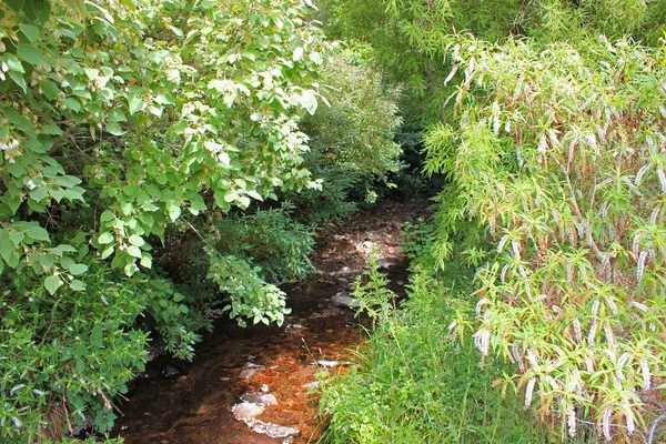 Río en un bosque espeso —  Fotos de Stock