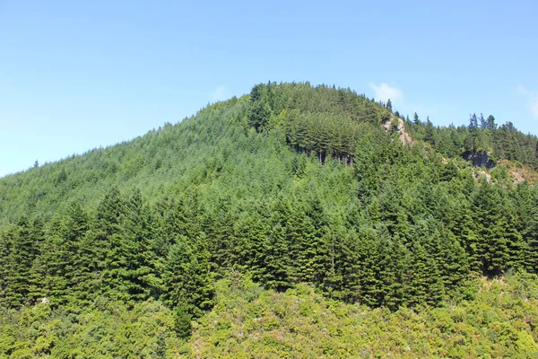 夏日阳光灿烂的森林覆盖的小山 — 图库照片