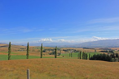 Arka planda selvi ile Steppe