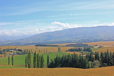 Tepeden bozkıra, arka planda selvi ağacı var.