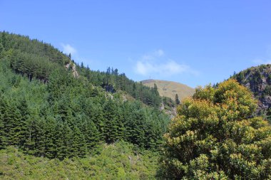 Orman tepeleri güneşli bir yaz gününde