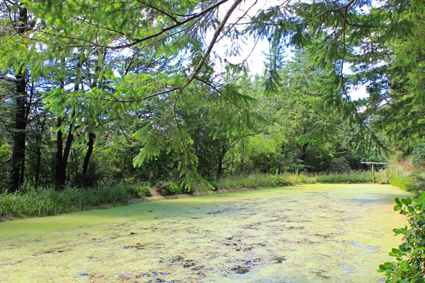 Lago con plantas en un bosque —  Fotos de Stock