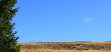Bozkır mavi gökyüzünün altında bir köknar ile çevrili.