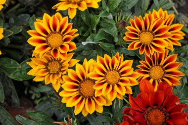 Sarı çiçekleri kapat.