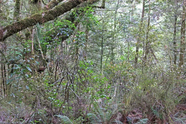 Jungle at the blue pools walk — Stock Photo, Image