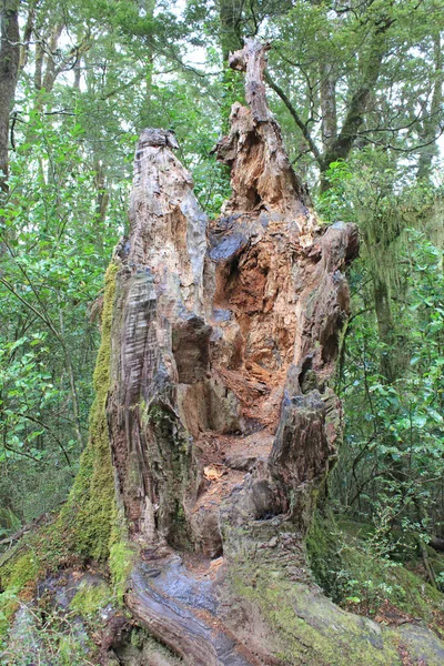 Stump of a forest near the blue pools walk — Stock Photo, Image