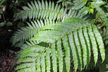 Ormanda eğreltiotu yaprağı