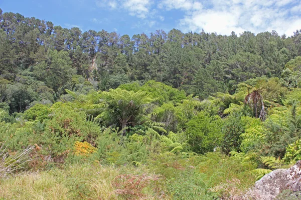 Landschaft in Neuseeland an einem sonnigen Nachmittag — Stockfoto