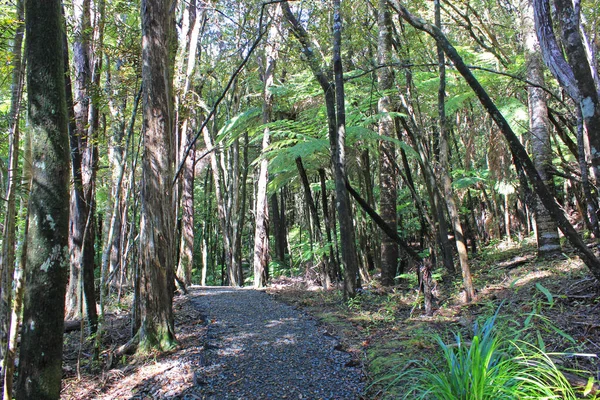 Trail in the forest at the goldie bush walkway — Stock Photo, Image