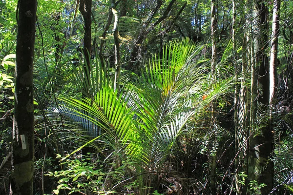 Jungle at the goldie bush walkway — Stock Photo, Image