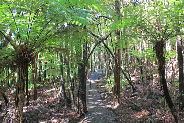 Forest at the goldie bush walkway on a sunny day — Stock Photo, Image