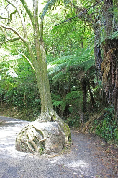 Tree in a forest on the coromandel peninsula — Stock Photo, Image