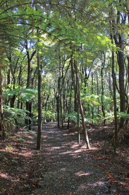Güneşli bir öğleden sonra Goldie Bush geçidi