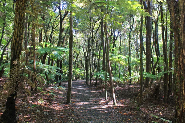 Goldie bush walkway near auckland — Stock Photo, Image