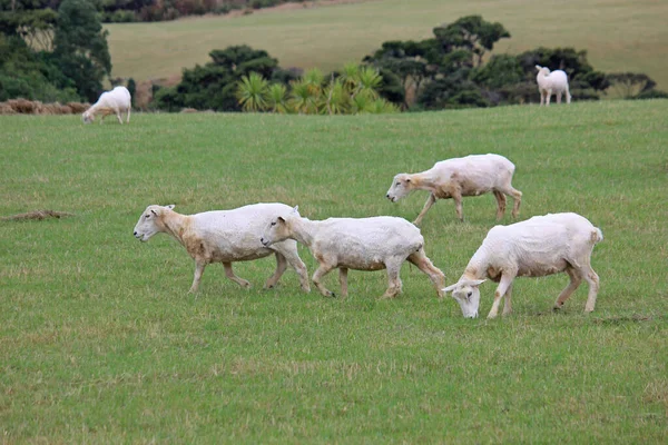 Recently sheared sheeps on a meadow — Stock Photo, Image