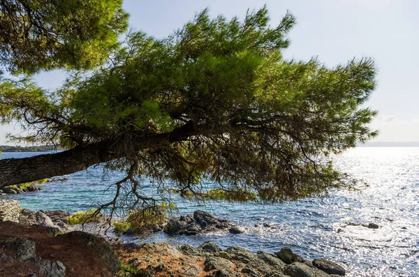 Niesamowite Krajobrazy Nad Morzem Sithonia Chalkidiki Grecja — Zdjęcie stockowe