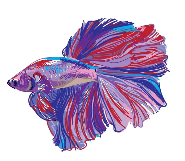 Cockerel Vis Aquarium Vissen Stijlvolle Print Freehand Tekening Veelkleurige Tekening — Stockvector