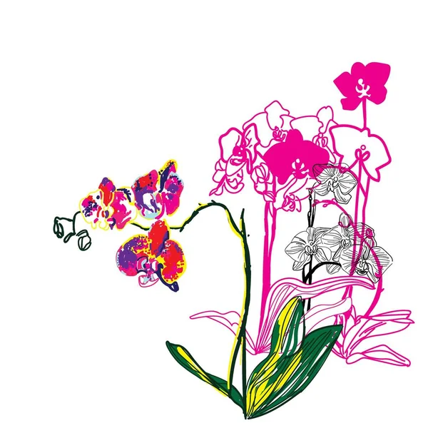 Orchidées Phalaenopsis Modèle Moderne Élégant Avec Des Fleurs Esquisse Pop — Image vectorielle