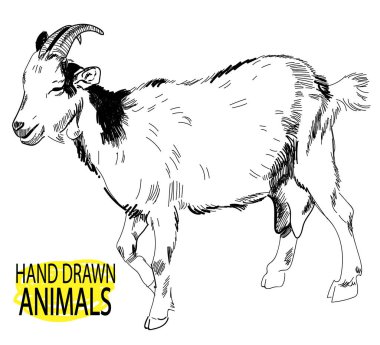 Keçi. Vintage tarzda elle çizim.