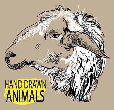 Koyun başı. Vintage tarzda elle çizim. Yün.