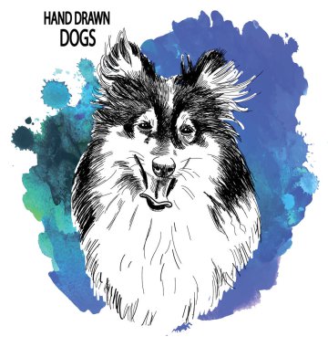 Collie. Vintage tarzda elle çizim. Köpek ırkları.