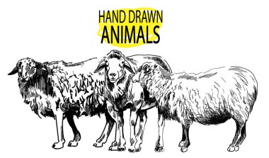 Koyun sürüsü. Vintage tarzda elle çizim. Yün iplik.