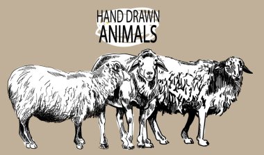 Koyun sürüsü. Vintage tarzda elle çizim. Yün iplik.