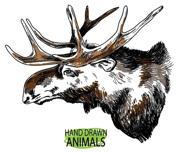Den Kopf Eines Erwachsenen Elchs Jagdtrophäe Hirschhörner Zeichnung Von Hand — Stockvektor