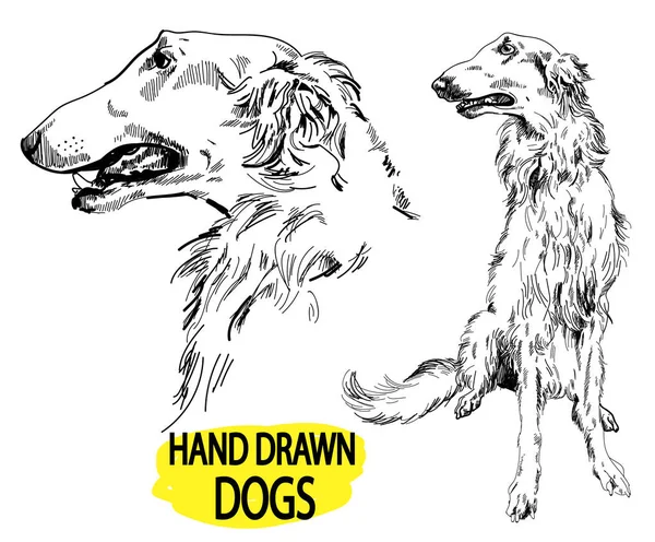 Russischer Barsoi Zeichnung Von Hand Vintage Stil Hunderassen — Stockvektor