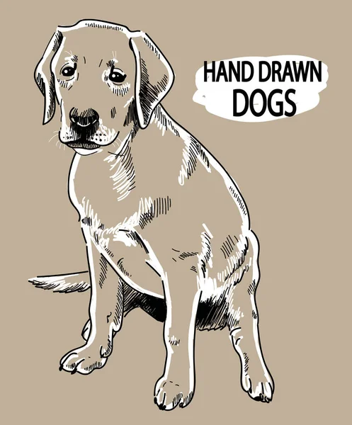 래브라도 강아지가 있어요 손으로 그리기 스케치하기 — 스톡 벡터