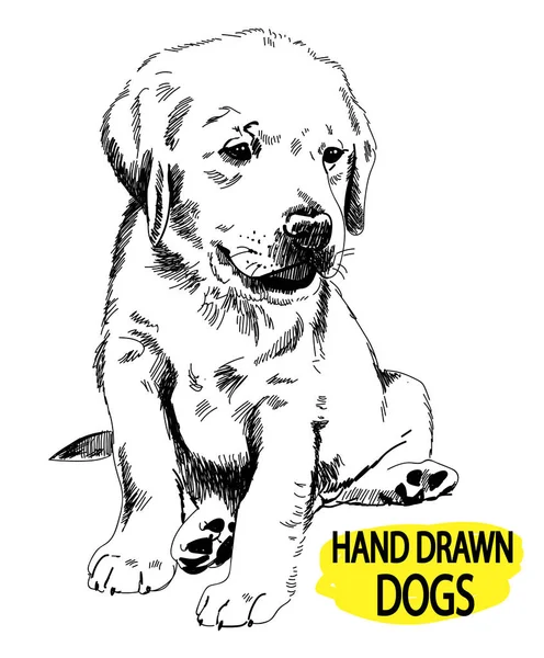 Labrador köpeği oturuyor. Elle çizim, taslak.