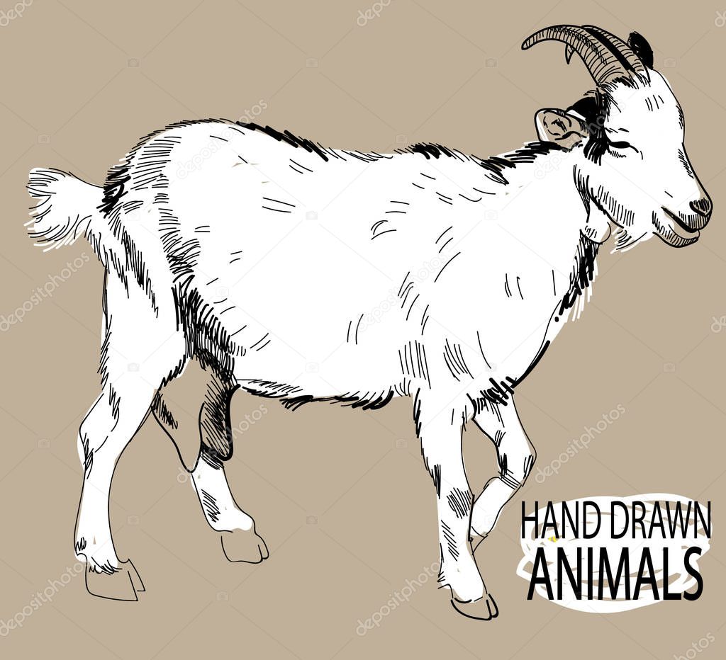 Goat. Drawing by hand in vintage style.