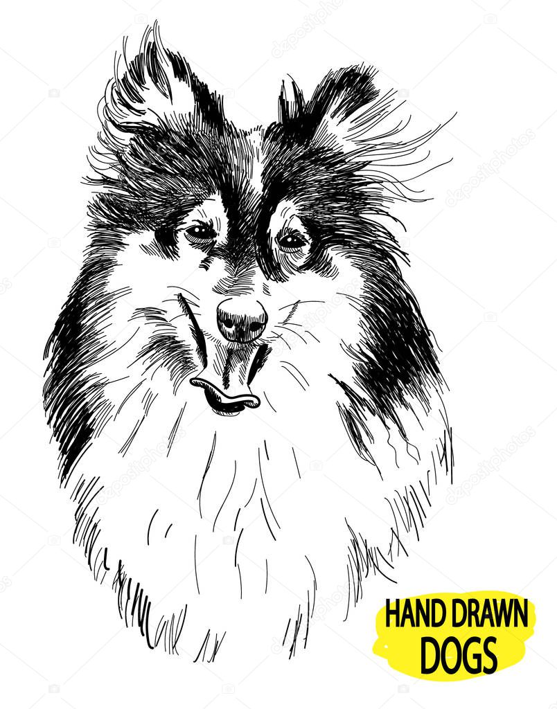 Collie. Drawing by hand in vintage style. Dog breeds.