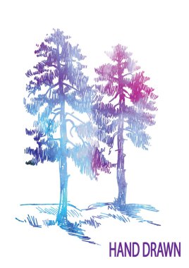 Uzun boylu, yaşlı bir köknar ağacı. Vintage tarzda elle çizim. Mürekkeple çizim.