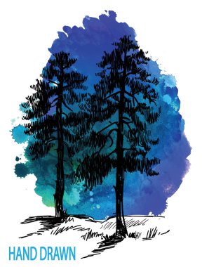 Uzun boylu, yaşlı bir köknar ağacı. Vintage tarzda elle çizim. Mürekkeple çizim.