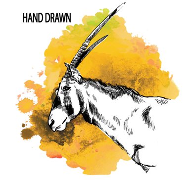 Antilop Oriks. Vintage tarzda elle çizim. Kafa, av ganimeti. Afrika hayvanları.