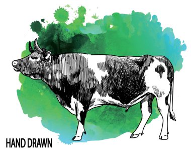 Büyük genç boğa. . Vintage tarzda elle çizim. Çocuk çizimi. Et, sığır eti. Çiftlik ürünleri.