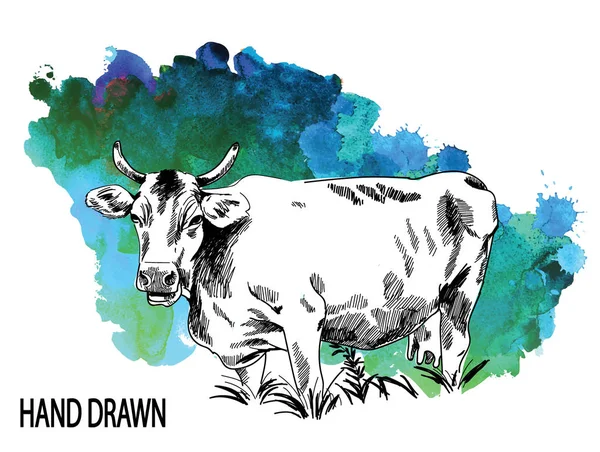 Una Vaca Campo Hierba Dibujo Mano Estilo Vintage Dibujo Infantil — Vector de stock