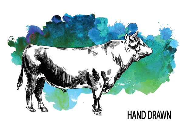 大きな若い雄牛 ヴィンテージスタイルで手描き 子供の絵肉 牛肉農産物 — ストックベクタ